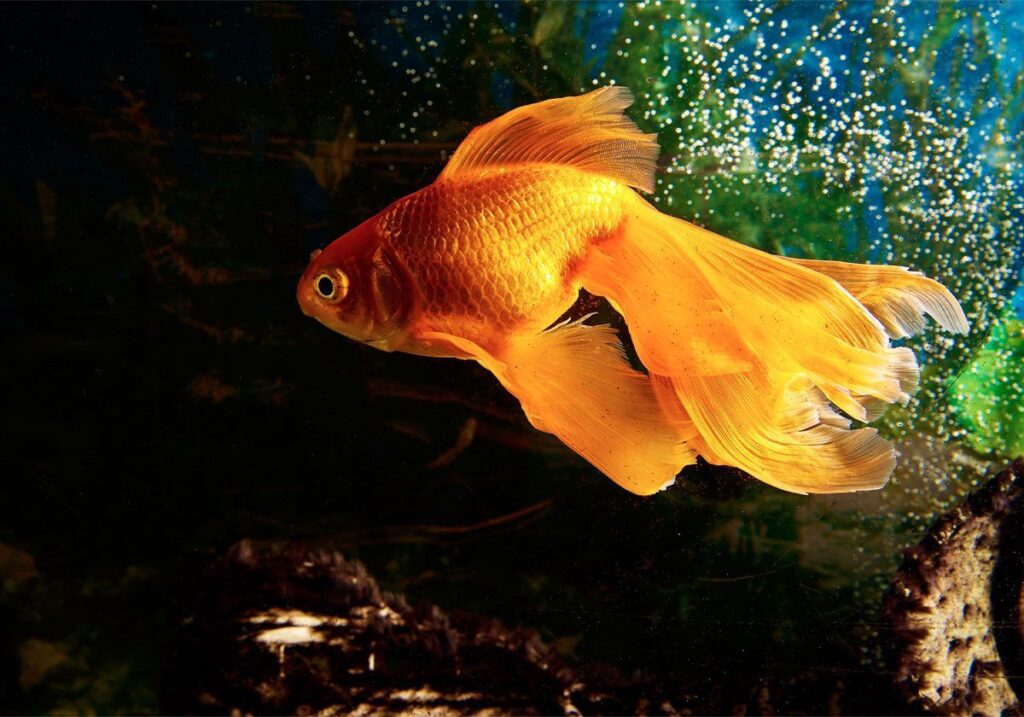 beyond goldfish memory