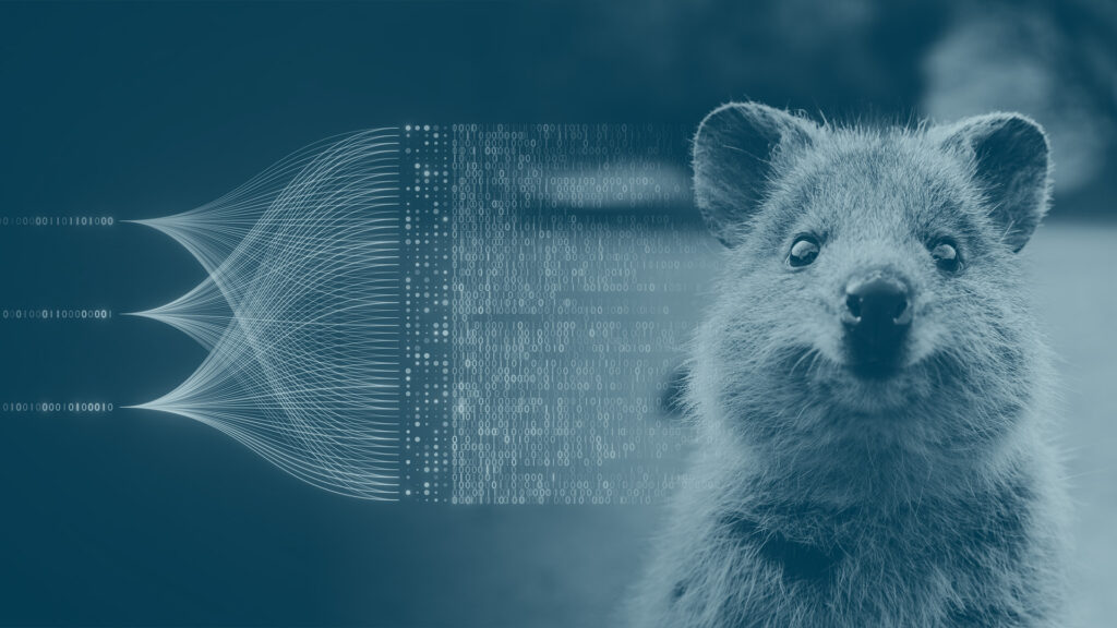 automaise quokka 02